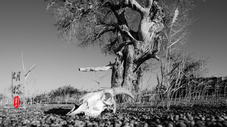 Ma Yemin - The-spirit-of-Populus-euphratica-1